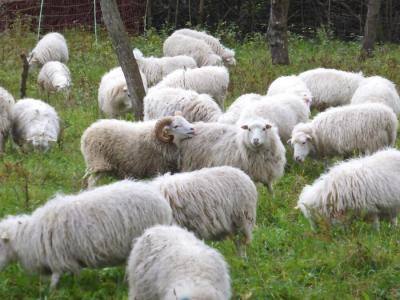 Vorschaubild: Deckzeit bei den Skudden