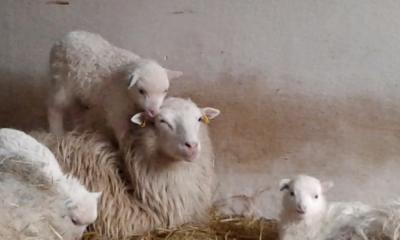 Vorschaubild: Skudden Lammstall