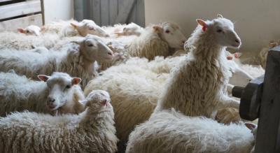 Vorschaubild: Skudden zum Scheren