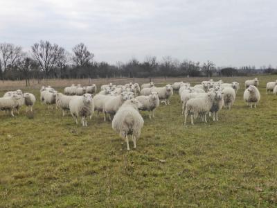 Vorschaubild: gemischte Herde Skudden Ende 2018