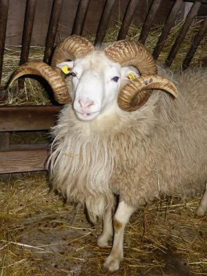 Vorschaubild: stolzer Skuddenbock