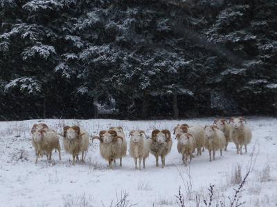Vorschaubild: Ostpreußische Skudden wetterfest
