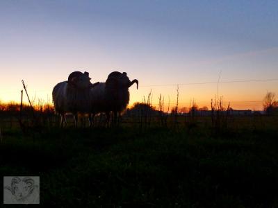 Vorschaubild: Skudde - Böcke