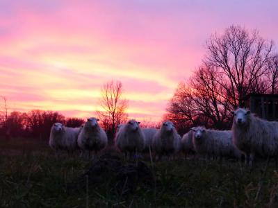 Vorschaubild: hochtragende Skudden im Abendschein