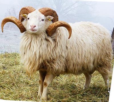 Vorschaubild: Skudde Altbock