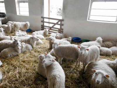 Vorschaubild: im Skudden Ablammstall