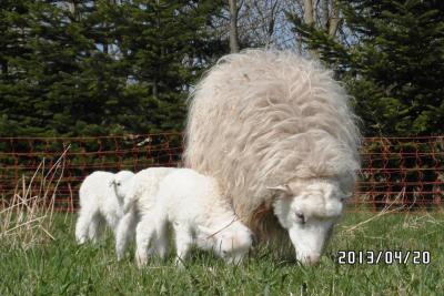 Vorschaubild: Skudde Familienidyll