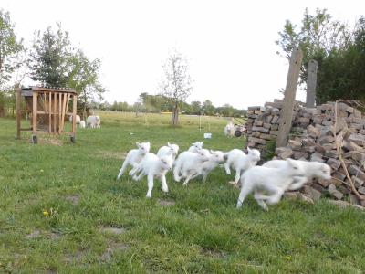 Vorschaubild: Skudden Lämmer endlich raus