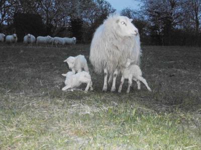 Vorschaubild: Skudde mit Drillinge 2015