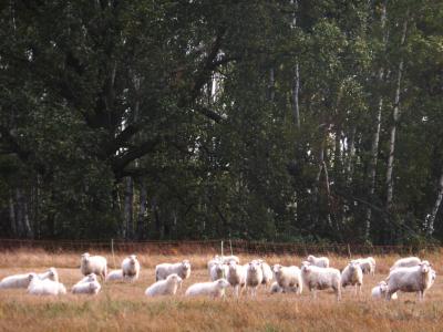 Vorschaubild: Skudden im Naturschutz - Pfeifengraswiese 2018