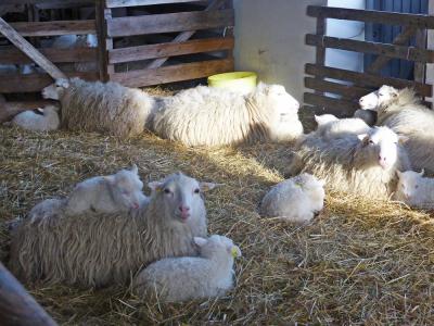 Vorschaubild: Skudde Mittagsruh im Lämmerstall Jan 2019