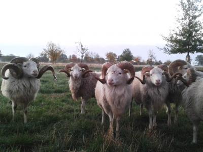 Vorschaubild: Skudde Böcke im Herbst 2018