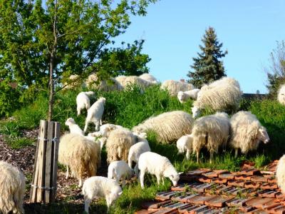 Vorschaubild: Ostpreußische Skudden obenauf