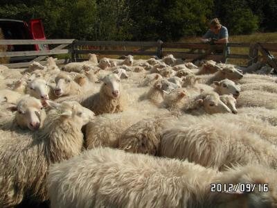 Vorschaubild: Skudden im Pferch