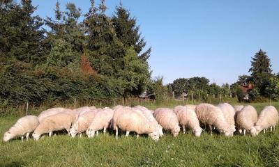 Vorschaubild: Skudden Sommerweide 2017