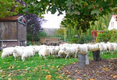 Vorschaubild: Herbststimmung mit Skudden