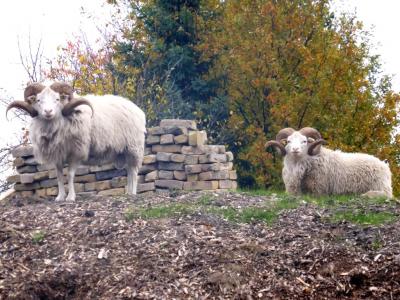 Vorschaubild: kleine Skudde ganz groß