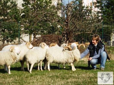 Vorschaubild: Skudde als Streicheltier