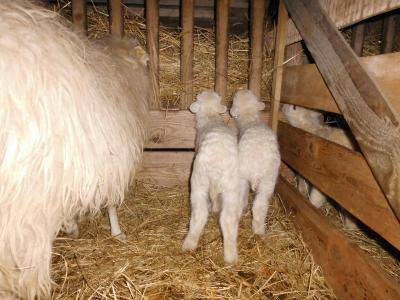 Vorschaubild: 3 Tage mit Skudden Mama in der Stietz