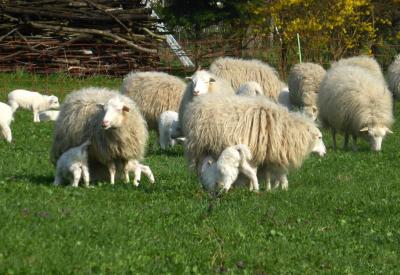 Vorschaubild: erster Weideaustrieb der Skudden Lämmer 2018