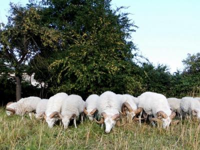 Vorschaubild: Streuobst mit Böcke Skudde