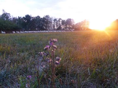 Vorschaubild: Skudden - Romantik auf Pfeifengraswiese