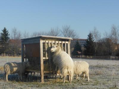 Vorschaubild: Skudde an der Raufe Jan 2019