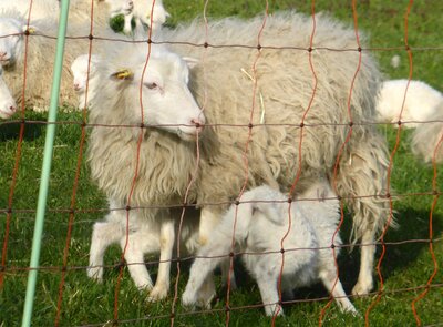 Vorschaubild: Skuddenfamilie auf der Weide