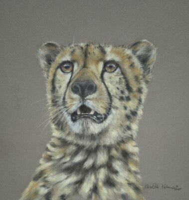 Vorschaubild: Cheeta