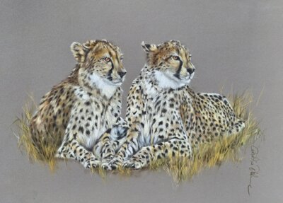Vorschaubild: Cheetas