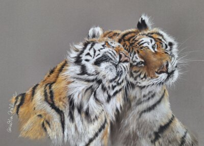 Vorschaubild: Tigerliebe