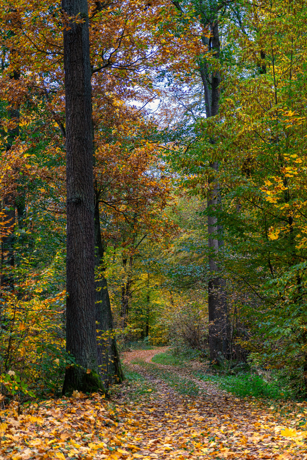 Peter Haider - Herbstzauber  (Bild vergr&ouml;&szlig;ern)