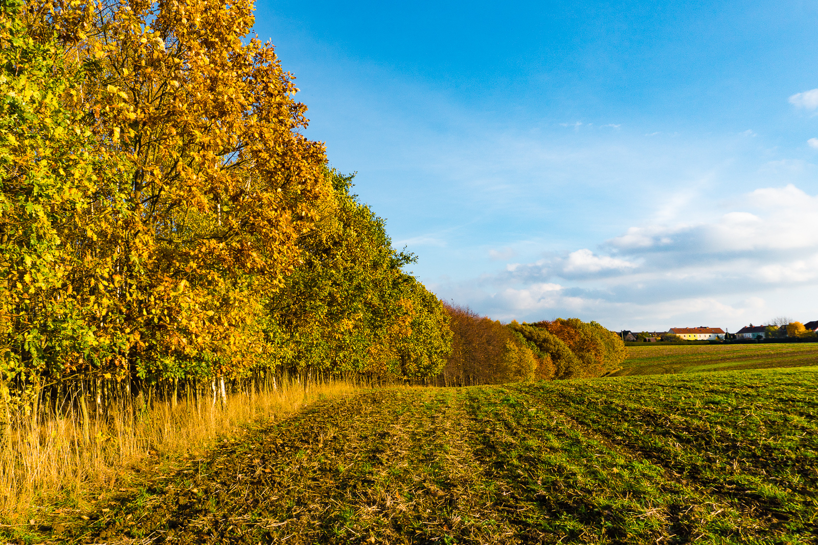 Luzia Tittel - Mittweida im November  (Bild vergr&ouml;&szlig;ern)