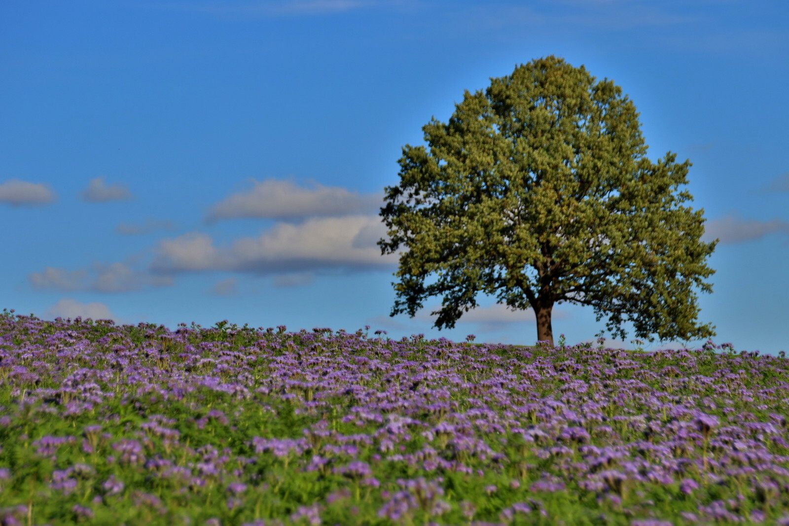 letzte Bl&uuml;ten  (Bild vergr&ouml;&szlig;ern)