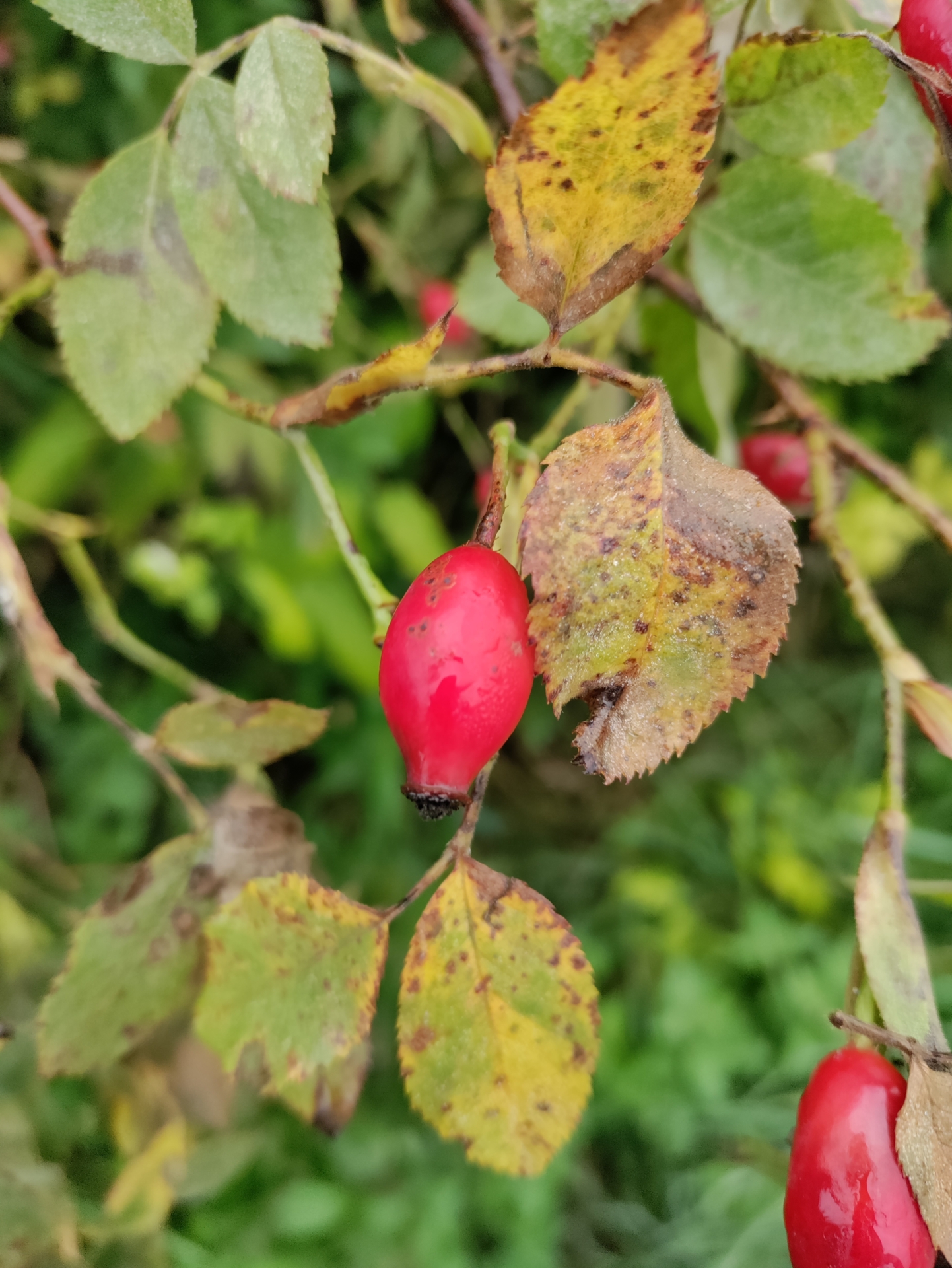 Foto der Galerie: Wildkräuterspaziergang im Herbst