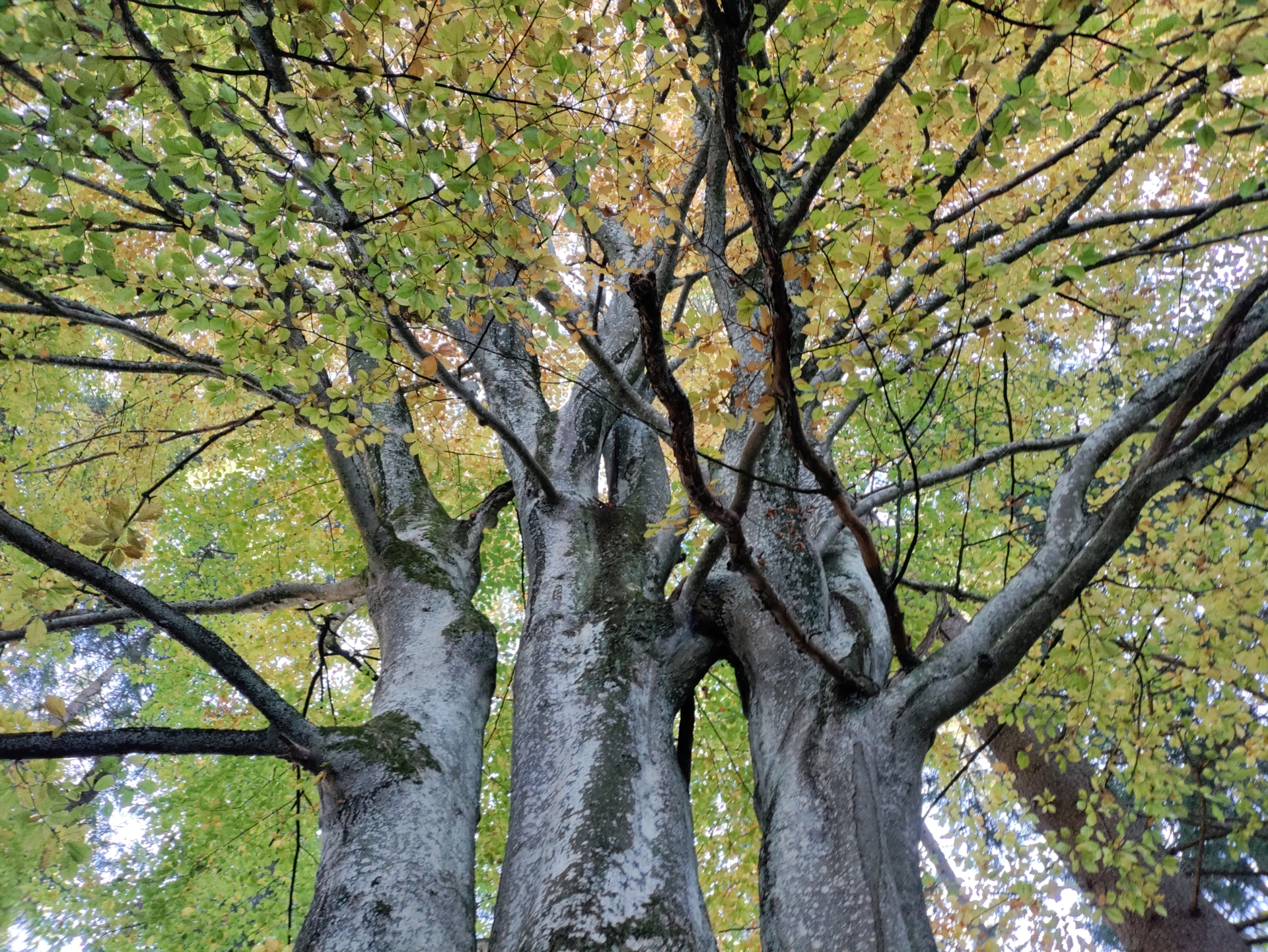 Foto der Galerie: Wildkräuterspaziergang im Herbst