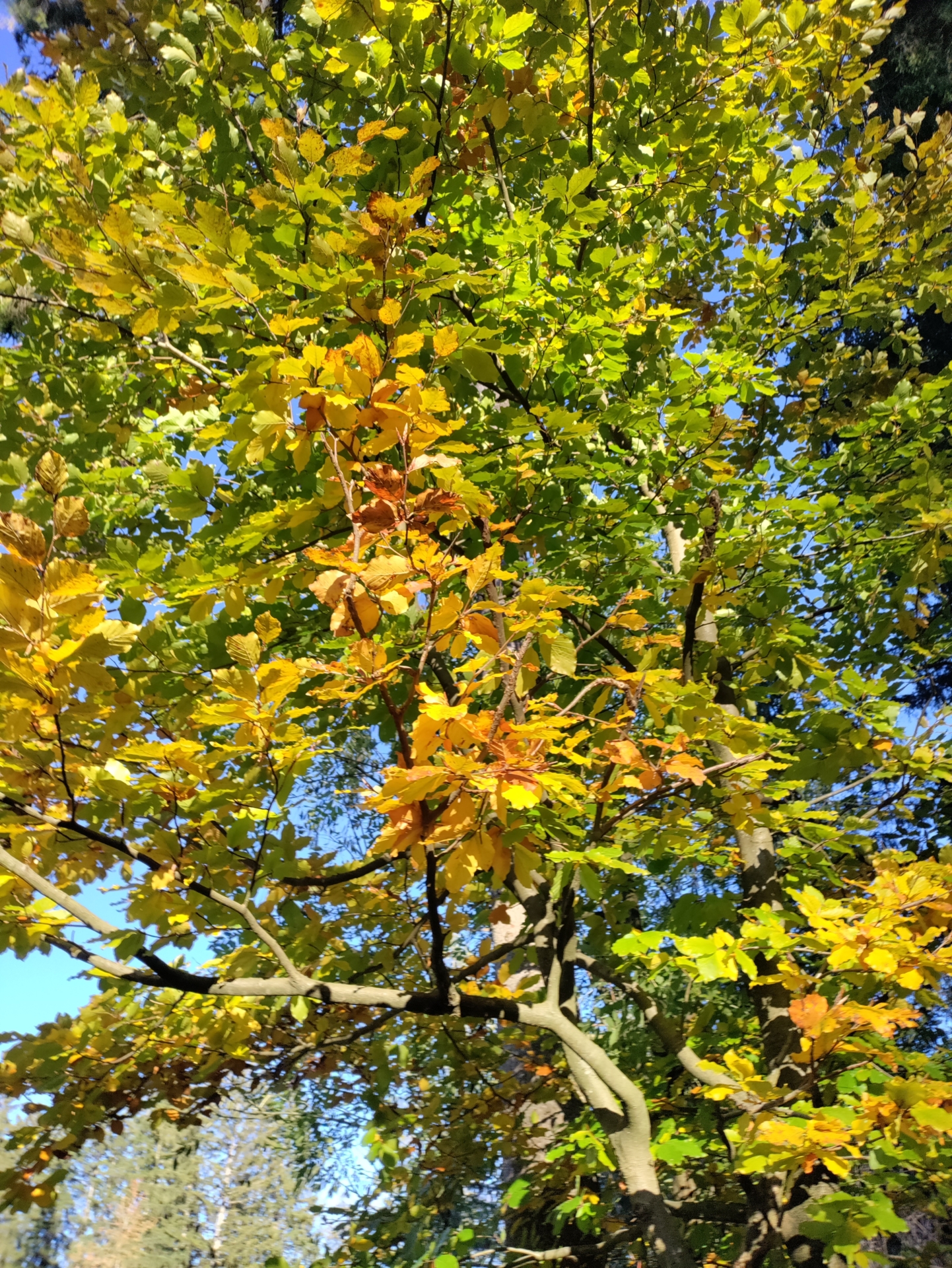 Foto der Galerie: Wildkräuterspaziergang im Herbst
