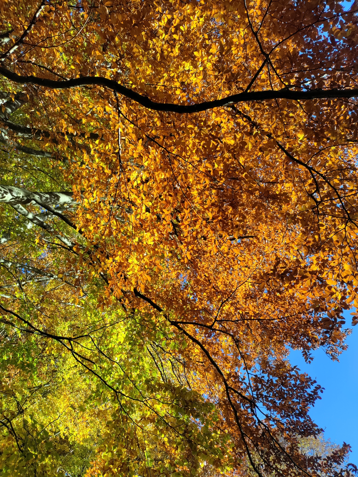 Foto der Galerie: Wildkräuterspaziergang im Herbst