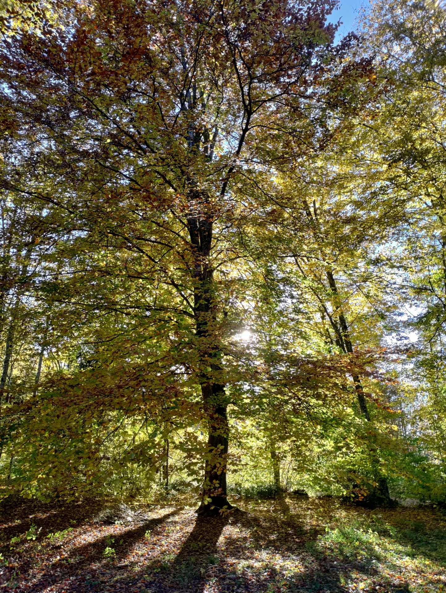 Foto der Galerie: Wildkräuterspaziergang im Herbst