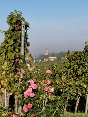 Vorschaubild: Blick vom Eselsberg Richtung Westen