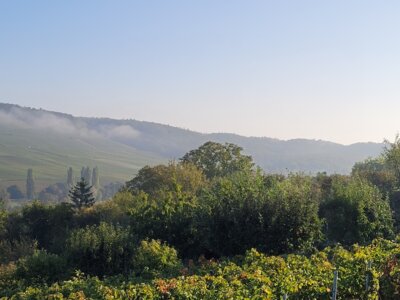 Vorschaubild: Blick ins Tal mit Weinbergen vom Eselsberg nach Osten Richtung Donnbronn
