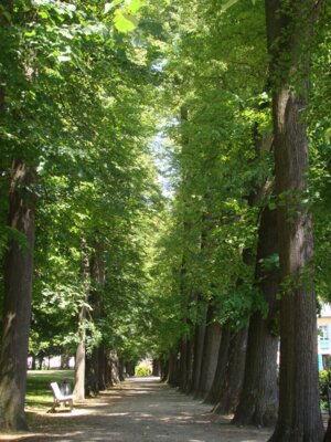 Vorschaubild: Wege im Kurpark