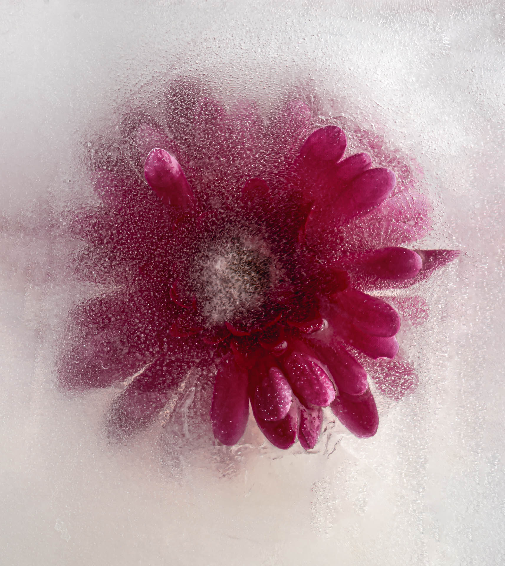 Eberhard K&ouml;hler - Eisblume  (Bild vergr&ouml;&szlig;ern)
