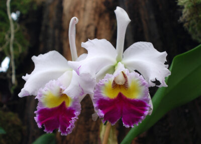 Vorschaubild: Cattleya lueddermanniana