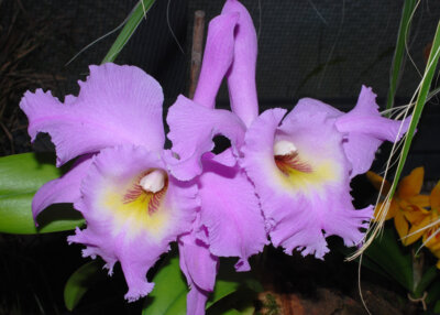 Vorschaubild: Cattleya intermeia var. aquinii