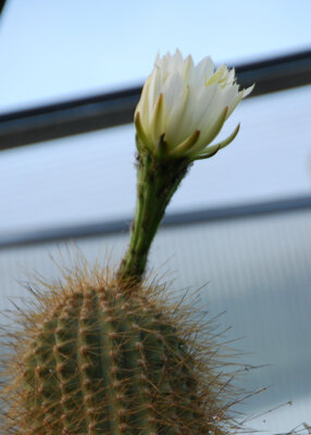 Vorschaubild: Trichocereus pasacana