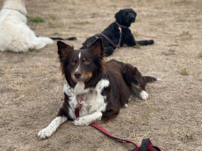 Vorschaubild: Ronja