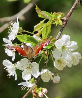 Vorschaubild: Pfauenauge auf Kirschblüten