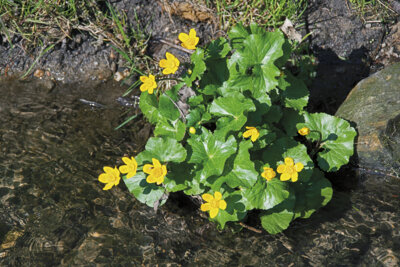 Vorschaubild: Sumpfdotterblume