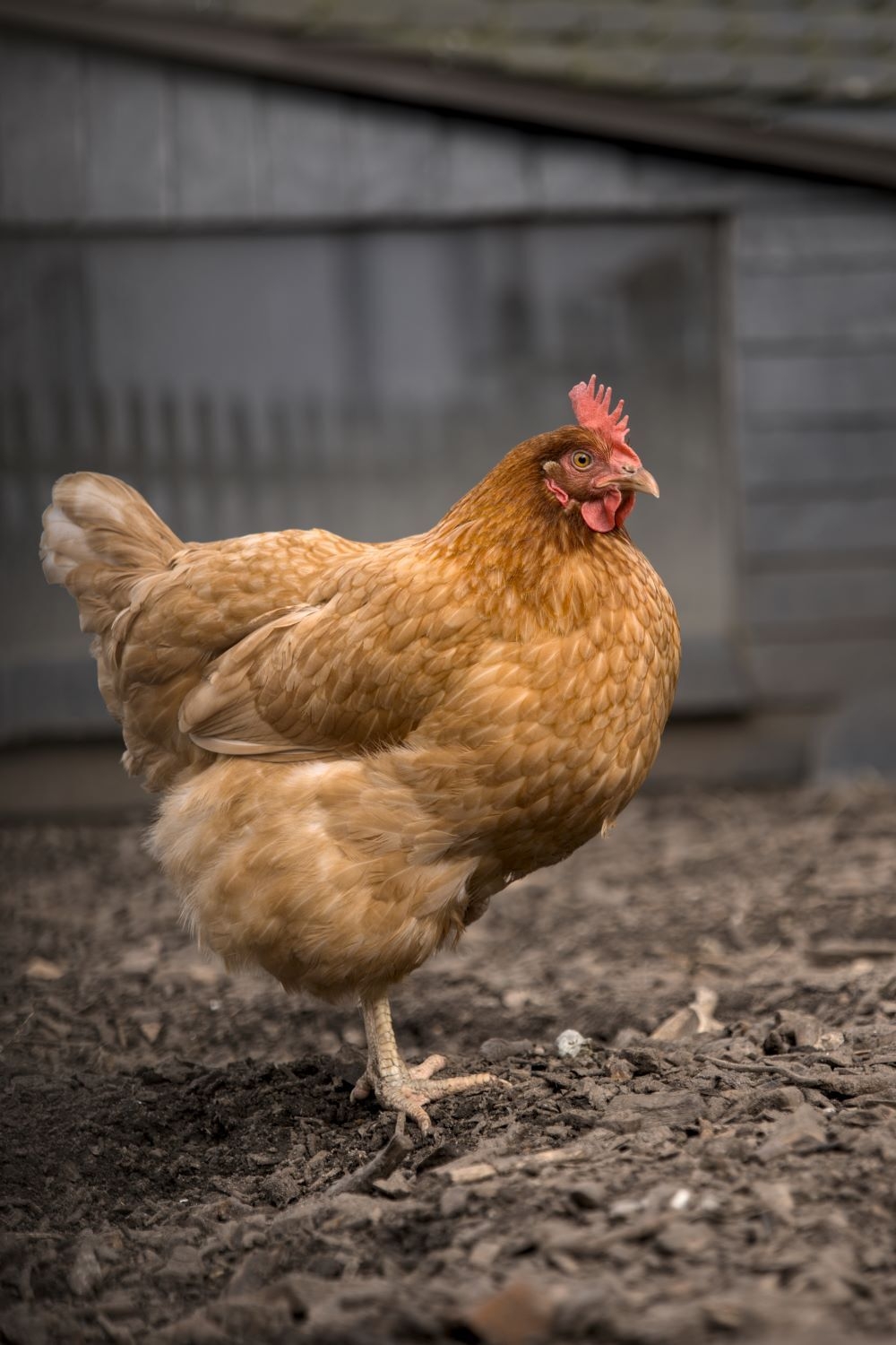 ff Huhn  (Bild vergr&ouml;&szlig;ern)